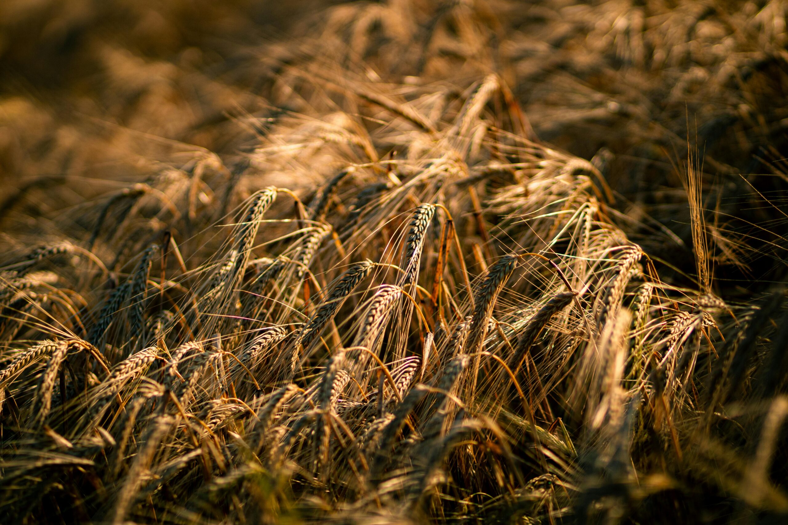 Close-up of golden wheat stalks swaying in the warm glow of sunset.